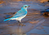 Mountain Bluebird-5592.jpg