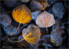 fallenleaves2.jpg