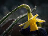 5853 to 5874 focus stack copy.jpeg