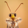 Antlion Portrait.jpg