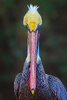 Brown Pelican headshot.jpg