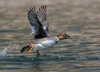 Common goldeneye-03916-Edit.jpg