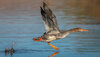 Red-breasted merganser-9438-Edit-Edit.jpg
