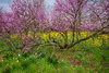 _DSC0231-Edit.jpg
