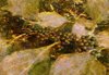 American Beautiberry- Monet.jpg