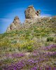 Trona Pinnacles Woldflowers.jpeg