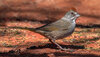 Green-tailed Towhee-01843-Edit.jpg