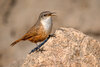 Canyon wren-08943-Edit.jpg