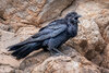Common raven-06787-newest.jpg