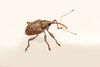 Acorn Weevils -8131-Edit (6).jpg