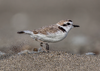 Snowy Plover fw.png