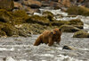 bear5.jpg