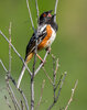 Spotted towhee-02225-Edit.jpg