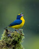 Thick-billed Euphonia-04898-Edit.jpg