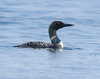 P4181328-Edit.jpg
