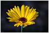 CR5m2_PotMarigold050726.jpg