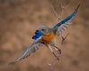 Western Bluebird-0225-Edit-Edit.jpg