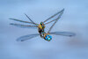 Blue-eyed Darner-00704-Edit.jpg