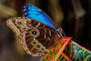 Blue Morpho Butterfly (Morpho peleides).jpg