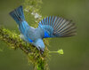 Sayaca Tanager -09550-Edit.jpg