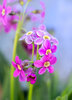 ParrysPrimrose2.jpg