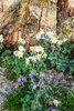 AlcoveFlowers.jpg