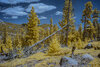 _DSC8695_WBbox_dw.jpg