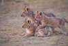 1435 Lion Cubs Posing_1200.jpg