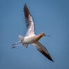 American avocet-06435-Edit.jpg