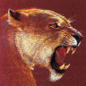 Puma Cat