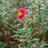 gardenersassistant