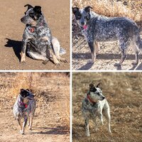 ML_Pets_Family_Friends