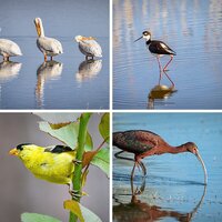 Birds for article.