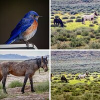 wild life