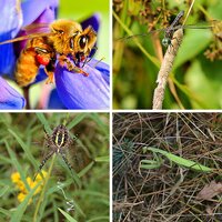 Insects & Creepy Crawlies