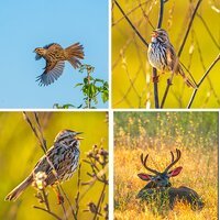 Nature Wild Life