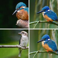 Kingfishers
