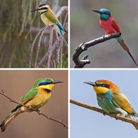 Bee-eaters