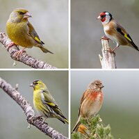 Finches