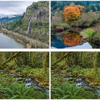 NW Forest Images by Alan Lichty