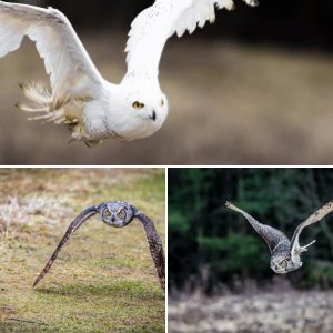 Wildlife