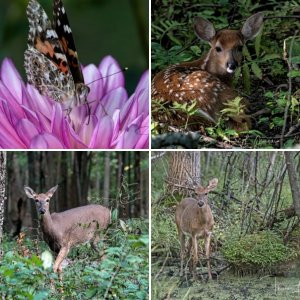 Wisconsin Wildlife