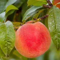 Peach