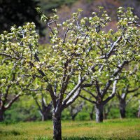 Oak Glen Apple Tree
