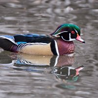 120319-1458-50D Bc Sharp V