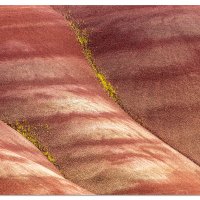 Flowers in the Painted Hills