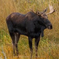 Moose