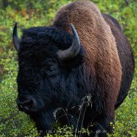 Yellowstone Bison