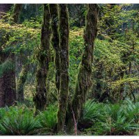 Bogachiel in the Fall