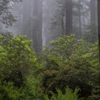 Summoning Pollinators To The Forest
